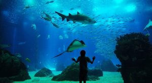 Oceanarium de Lisbonne.